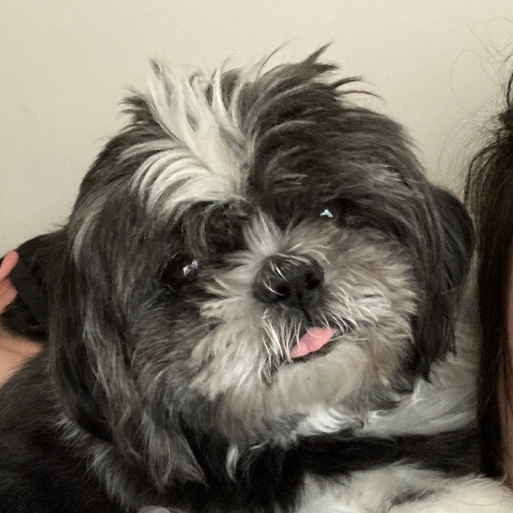 Meet your Posher, Allie
